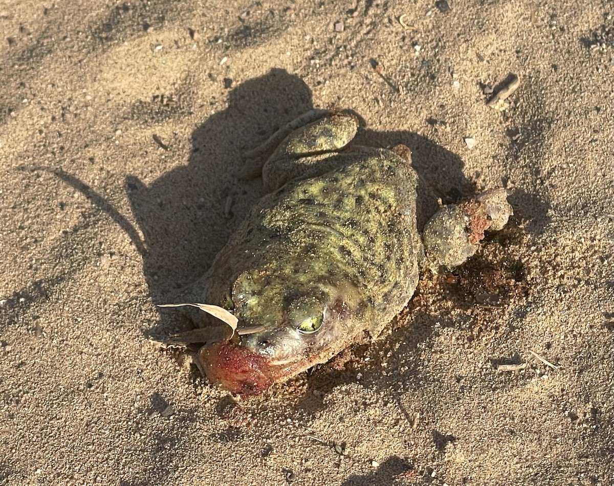 Couch's Spadefoot - ML644192198