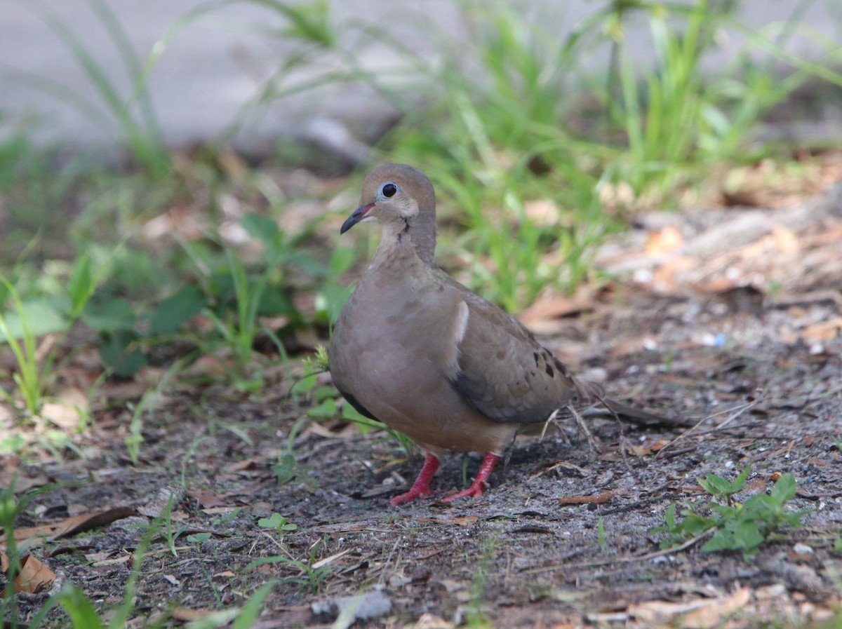 Mourning Dove - ML644192202
