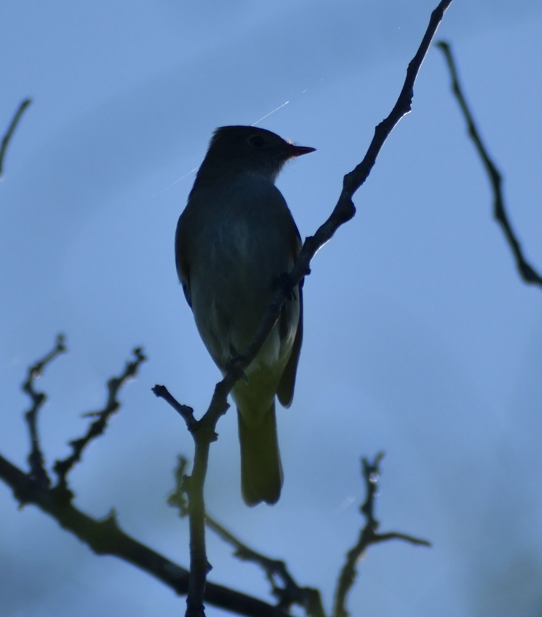 シラギクタイランチョウ - ML644192226