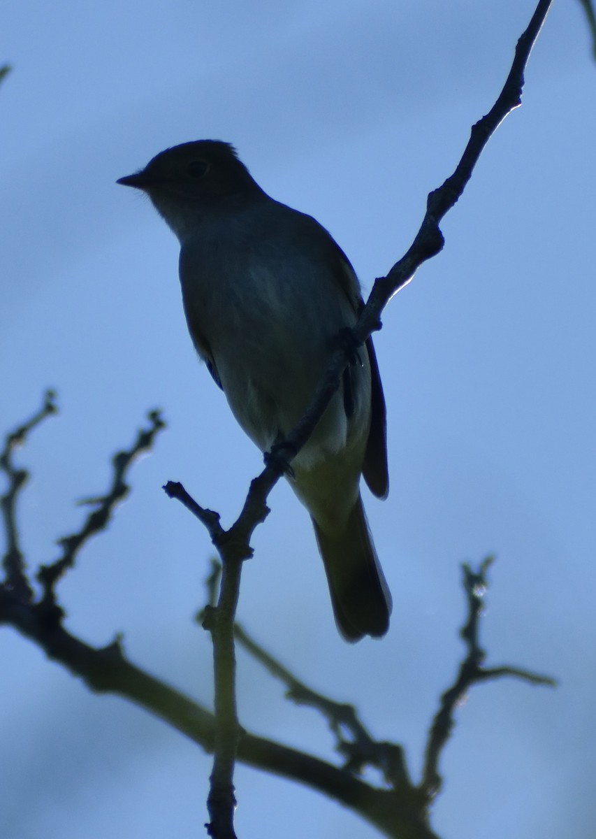 シラギクタイランチョウ - ML644192227