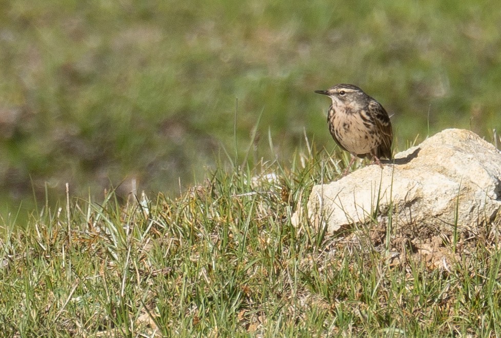 Rosy Pipit - ML644192228