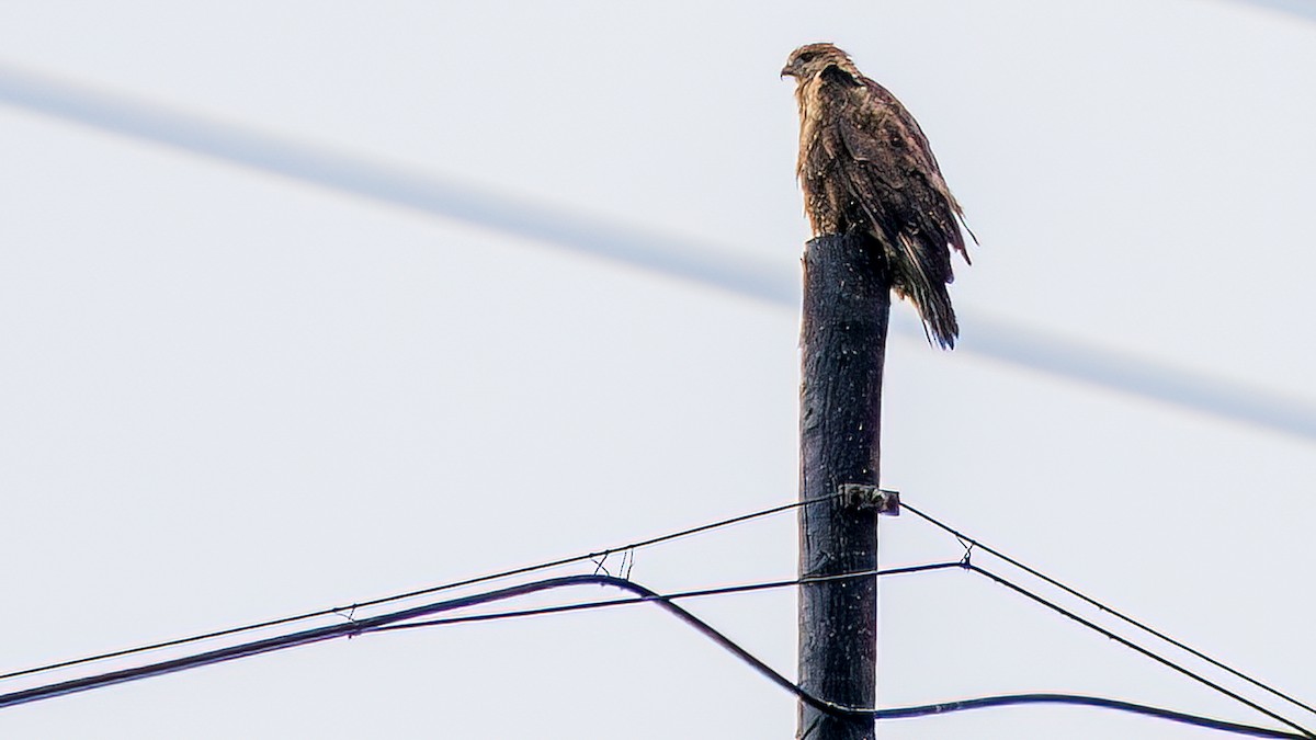Upland Buzzard - ML644192244