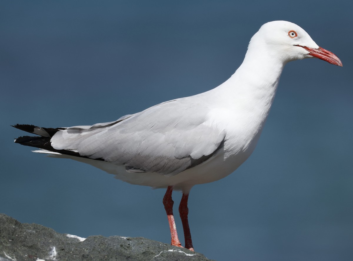 Mouette argentée - ML644192253