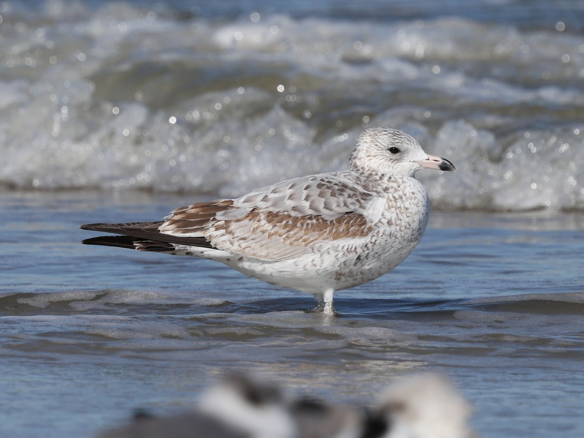Ring-billed Gull - ML644192261