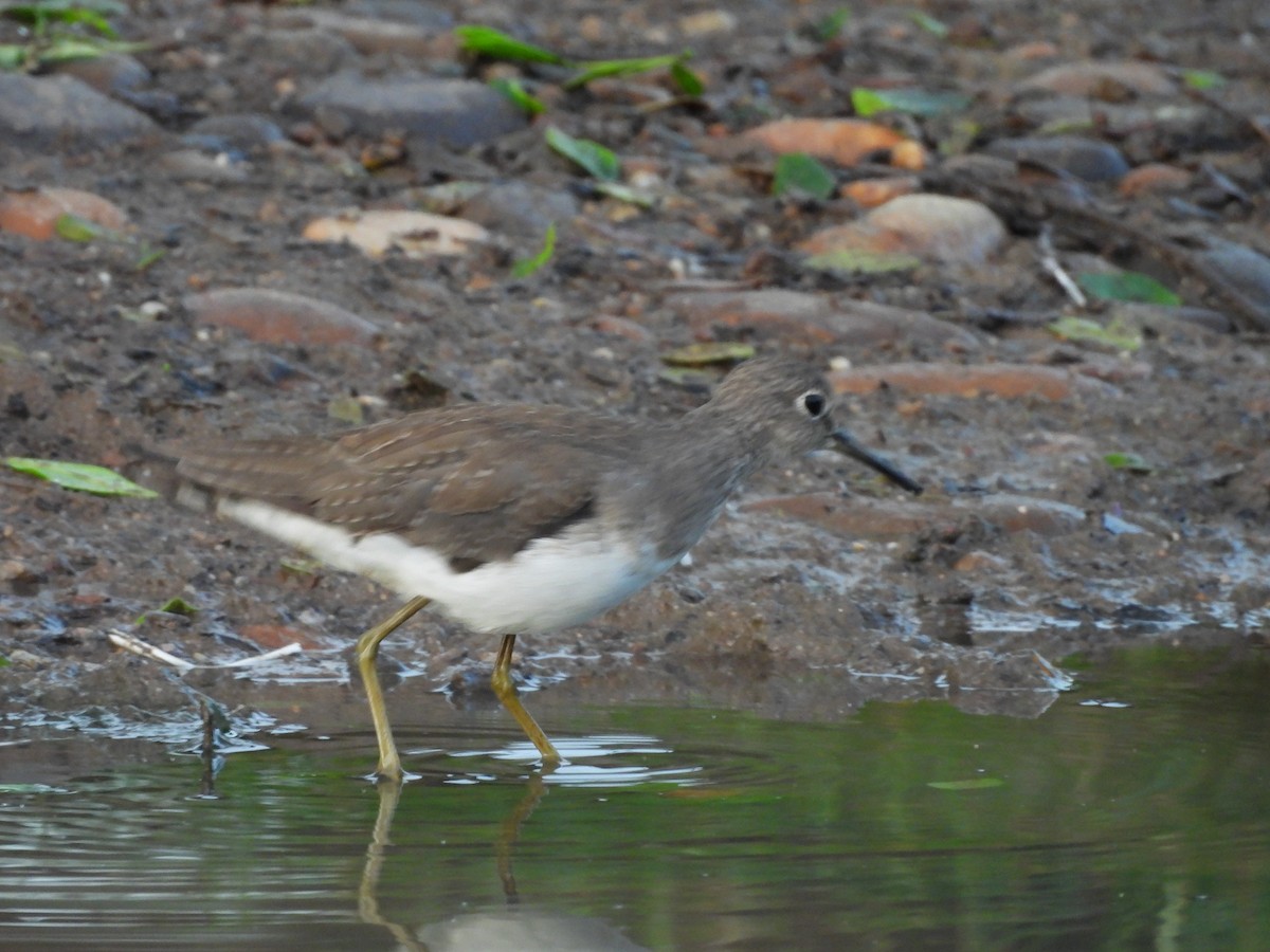 Solitary Sandpiper - ML644192264