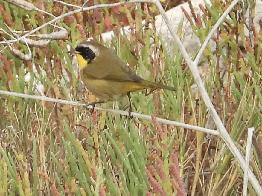 Common Yellowthroat - ML644192265