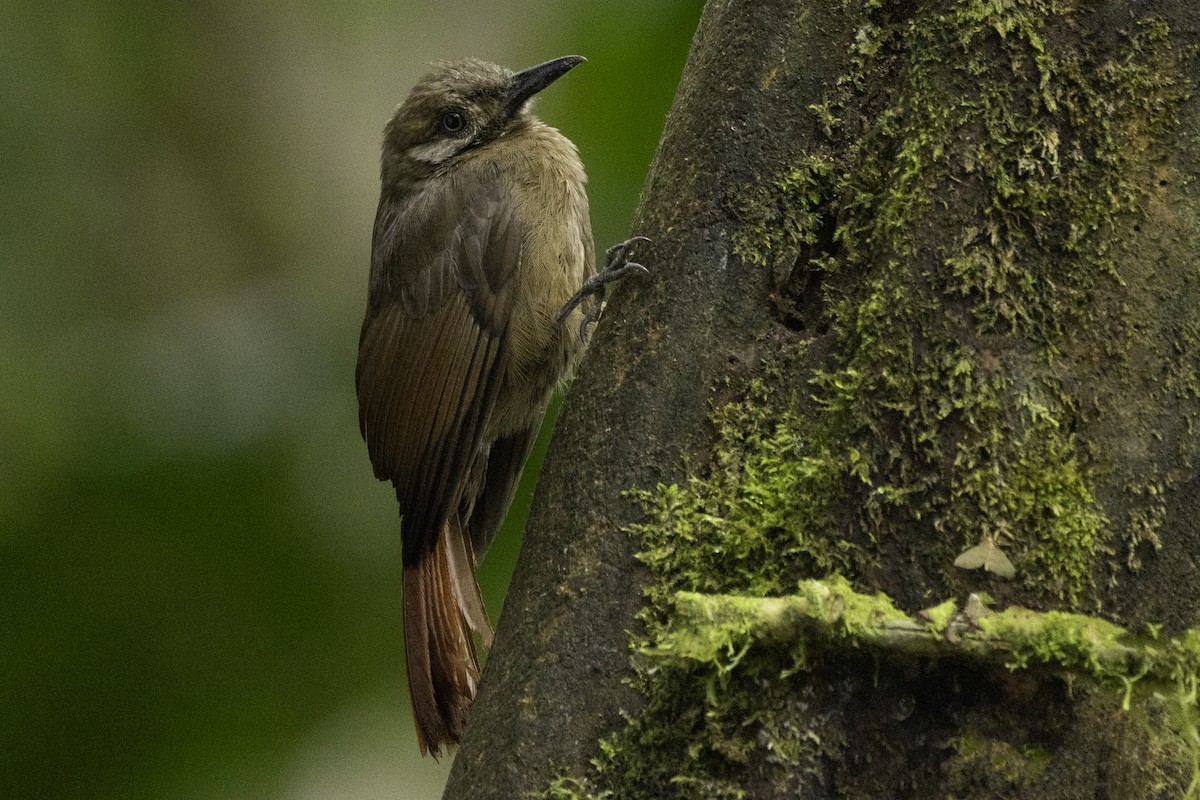 Plain-brown Woodcreeper - ML644192273