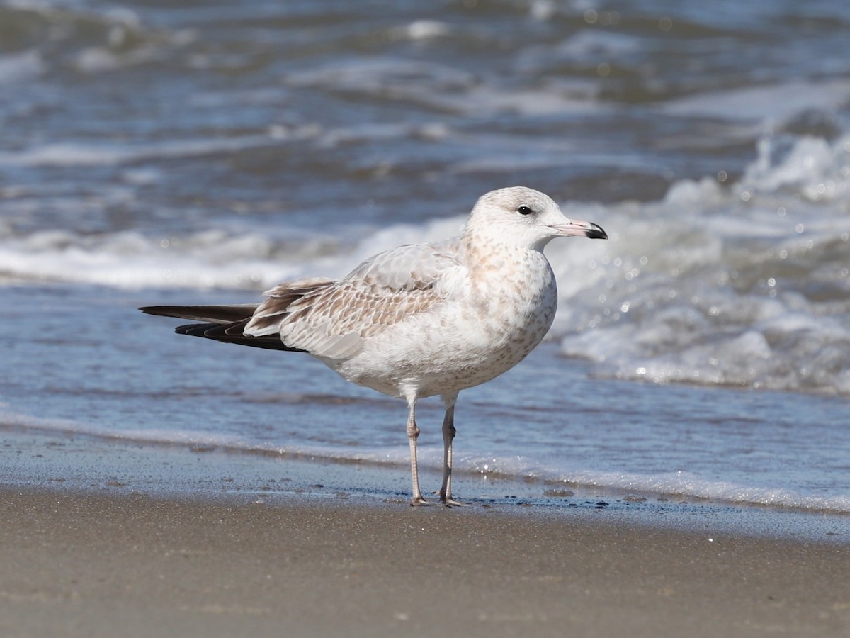 Ring-billed Gull - ML644192275