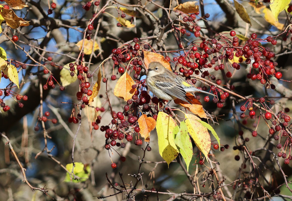 Yellow-rumped Warbler - ML644192276