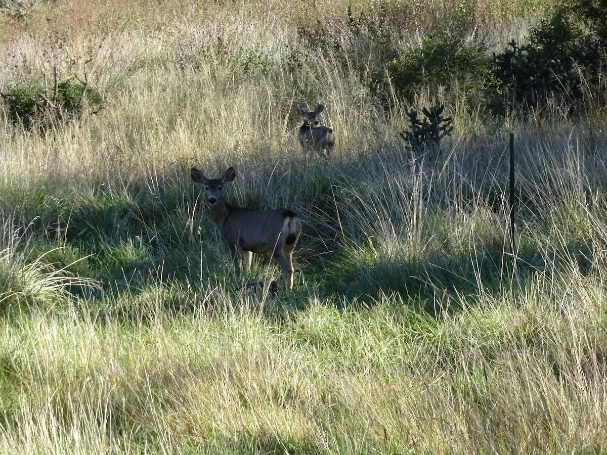 黑尾鹿 - ML644192281