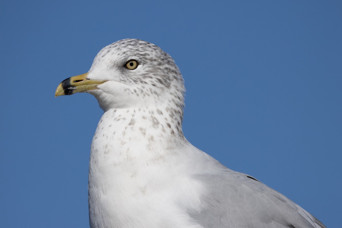 Ring-billed Gull - ML644192286