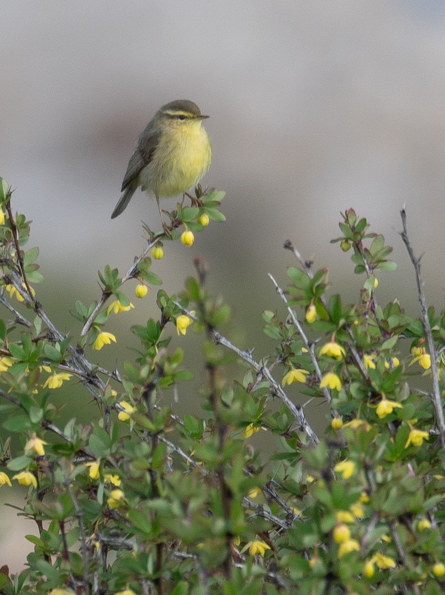 Tickell Çıvgını - ML644192290