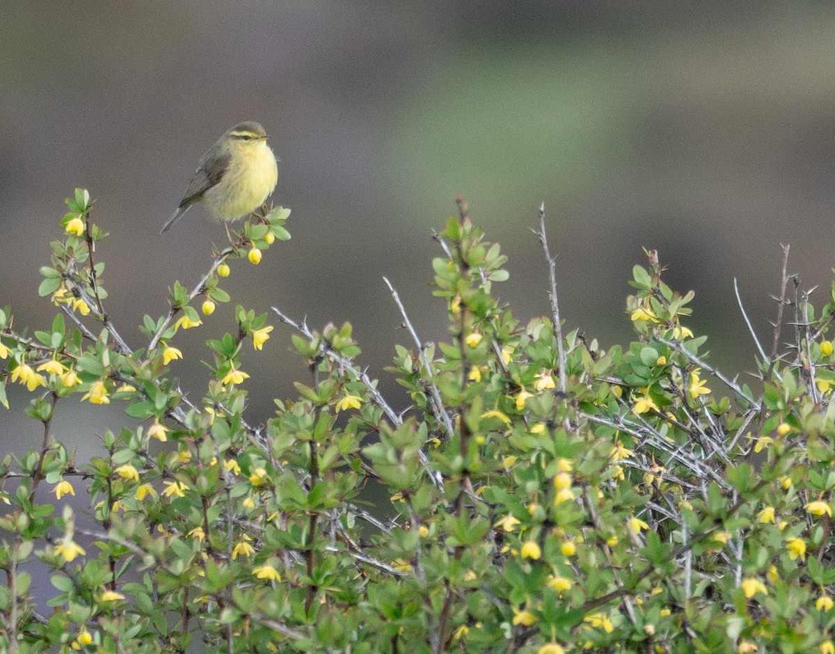 Tickell Çıvgını - ML644192291