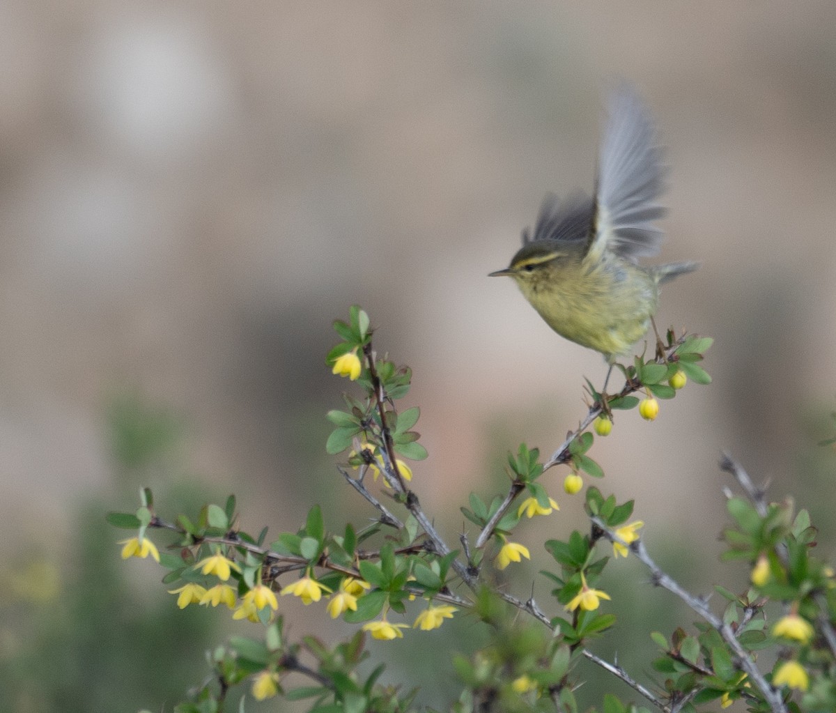 Tickell Çıvgını - ML644192292
