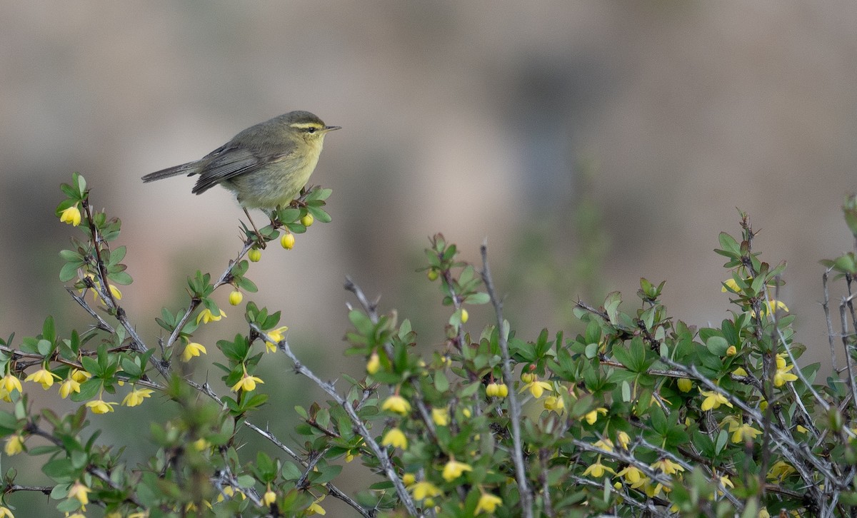 Tickell Çıvgını - ML644192293