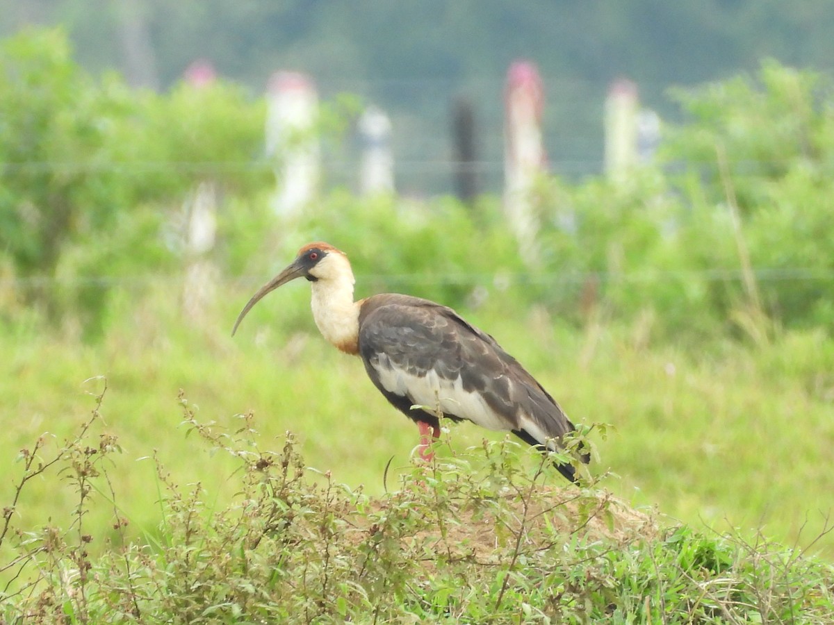 Buff-necked Ibis - ML644192298