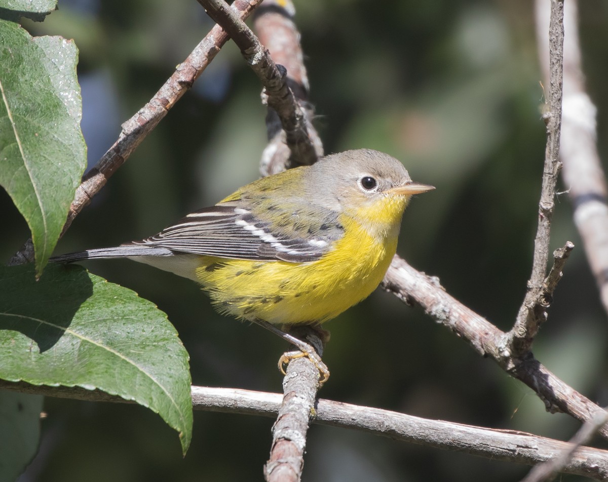 Magnolia Warbler - ML644192302