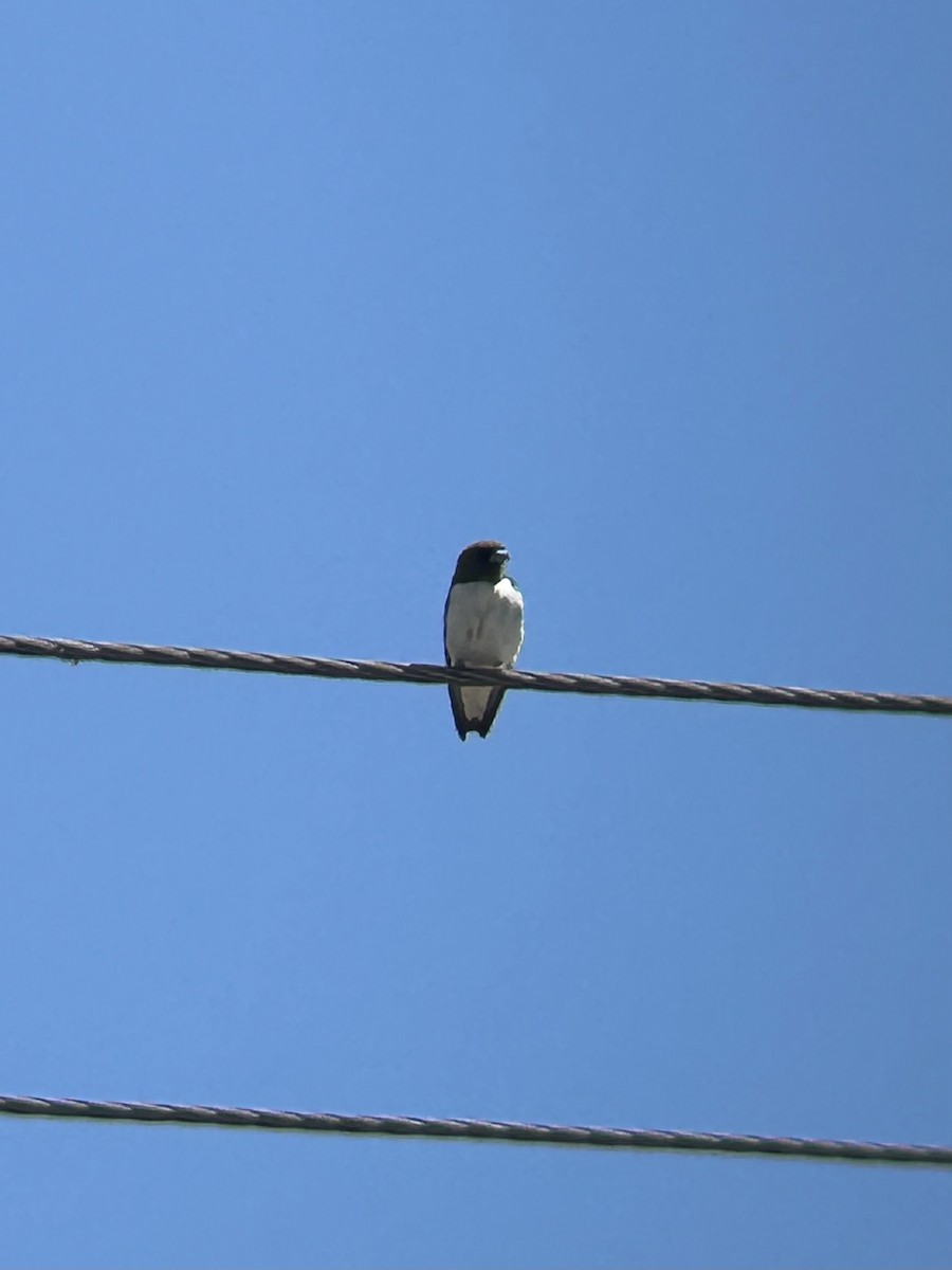 White-breasted Woodswallow - ML644192303
