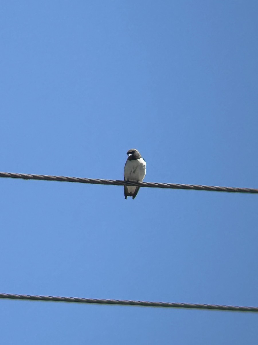 White-breasted Woodswallow - ML644192304