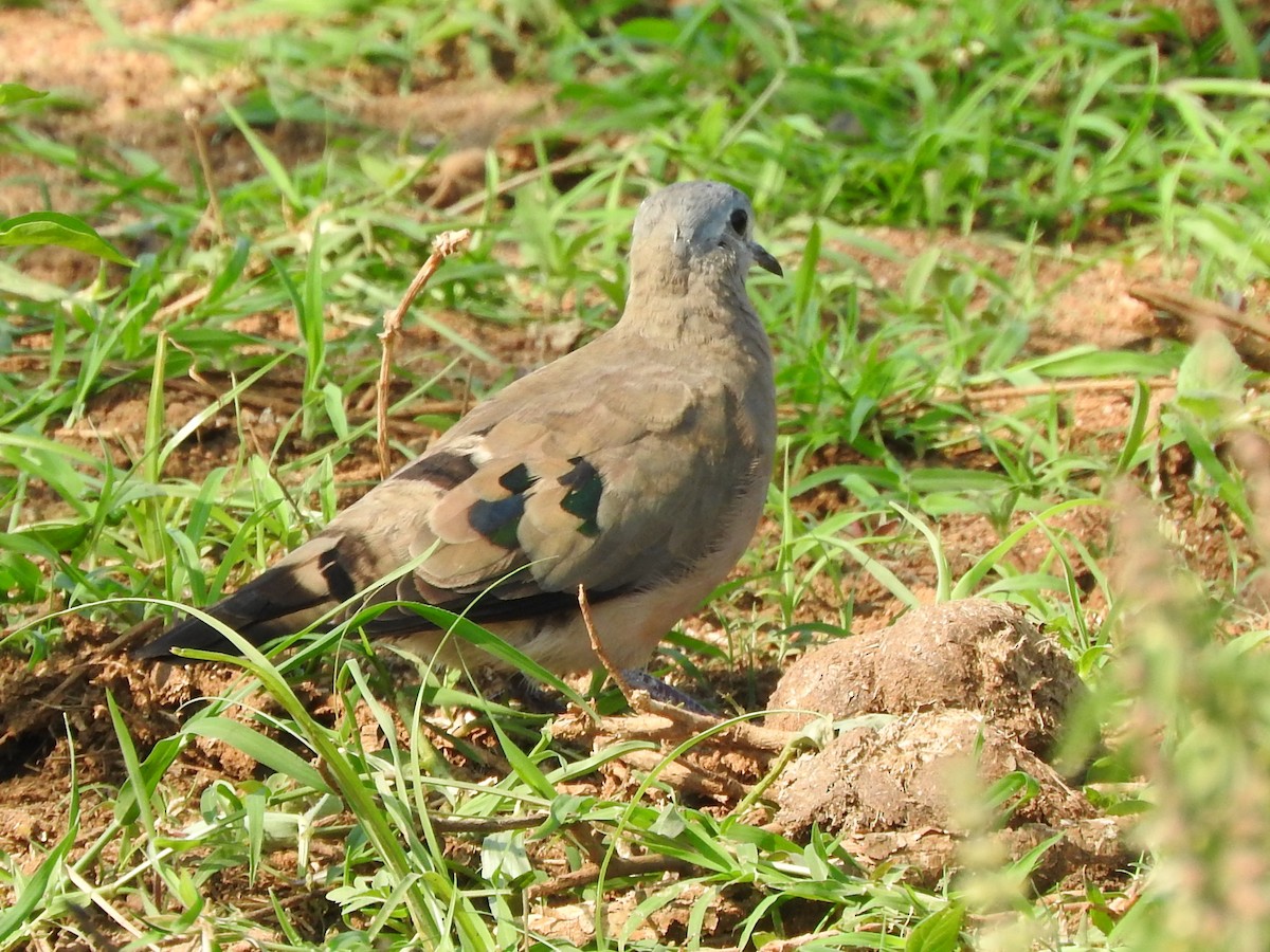 Зеленокрылая лесная горлица - ML644192309