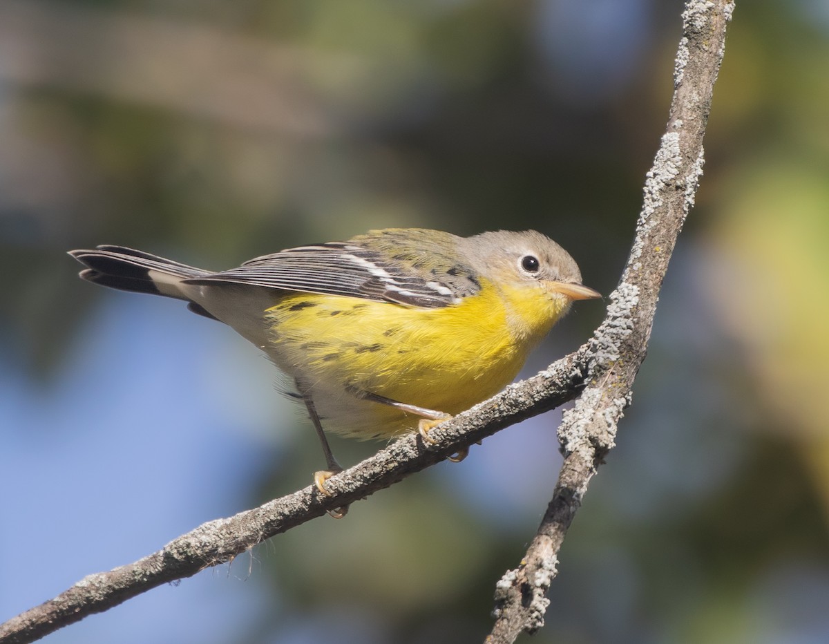 Magnolia Warbler - ML644192310