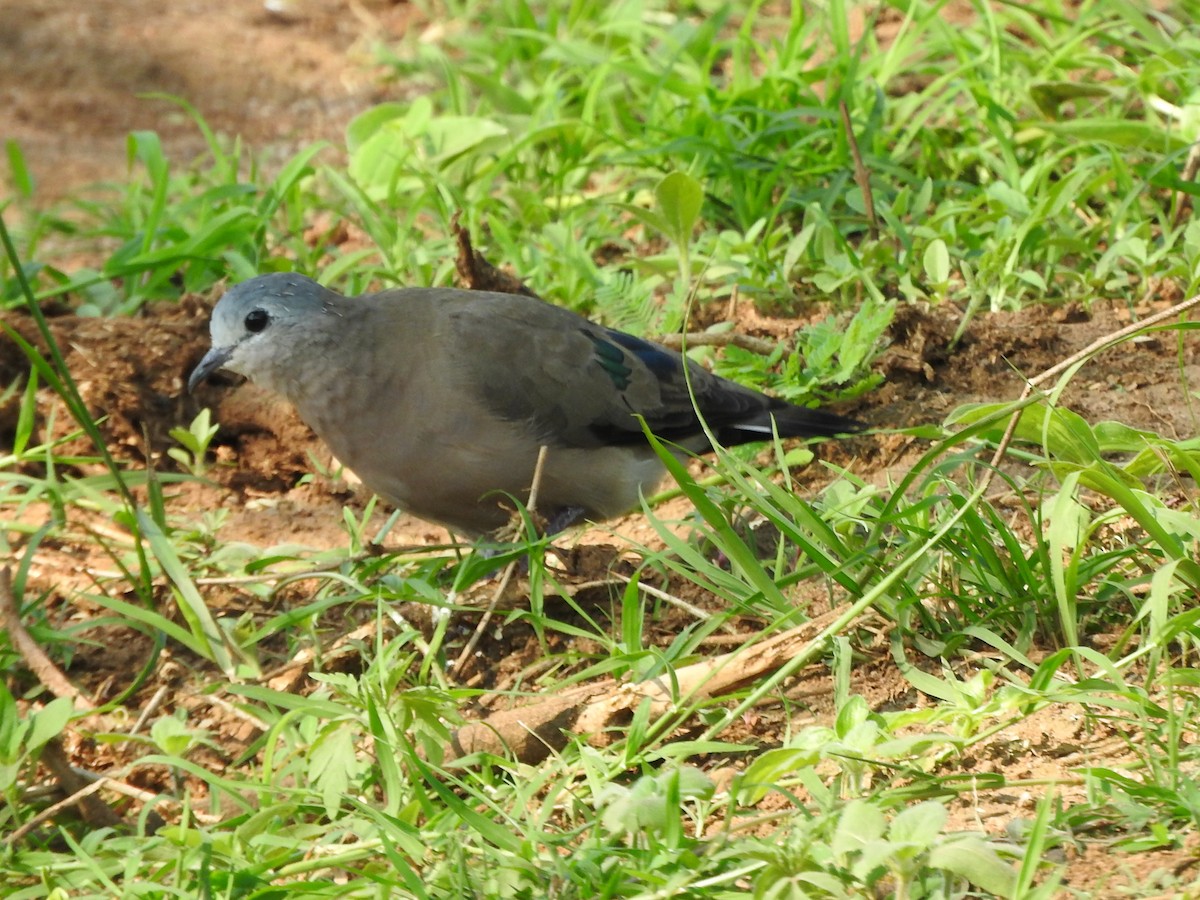 Зеленокрылая лесная горлица - ML644192311