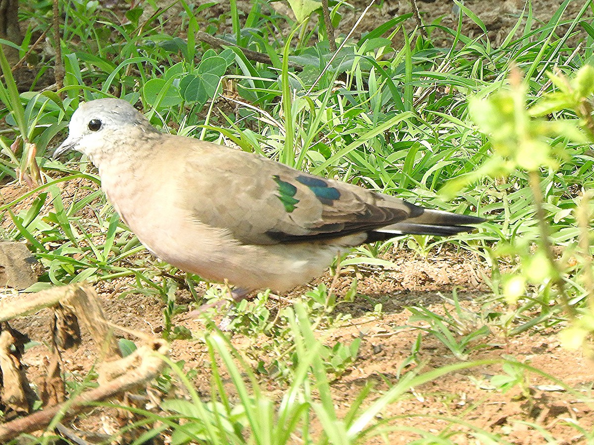 Зеленокрылая лесная горлица - ML644192312