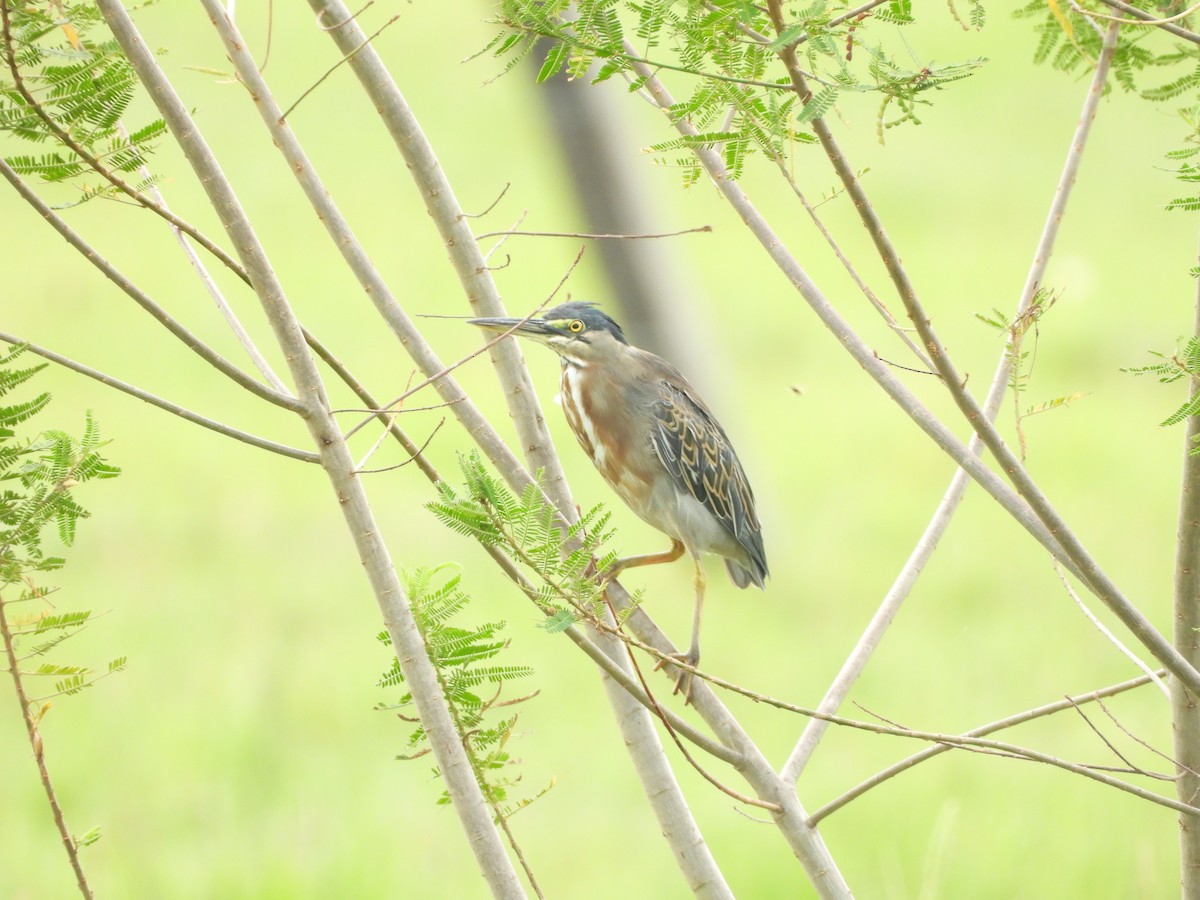 Striated Heron - ML644192316