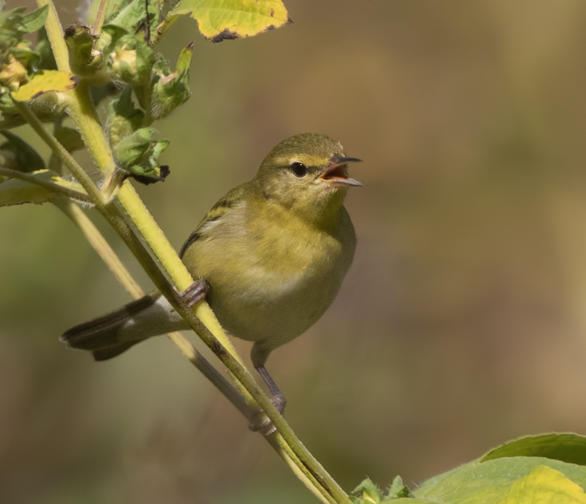Tennessee Warbler - ML644192320