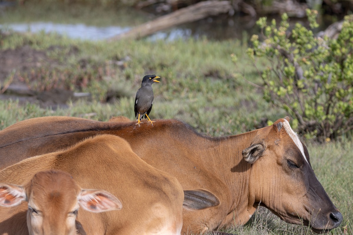 majna jávská - ML644192321