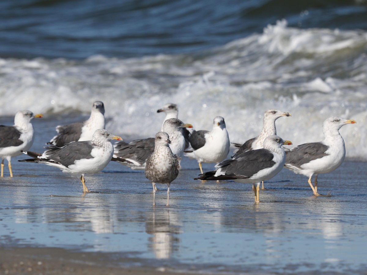 Lesser Black-backed Gull - ML644192323