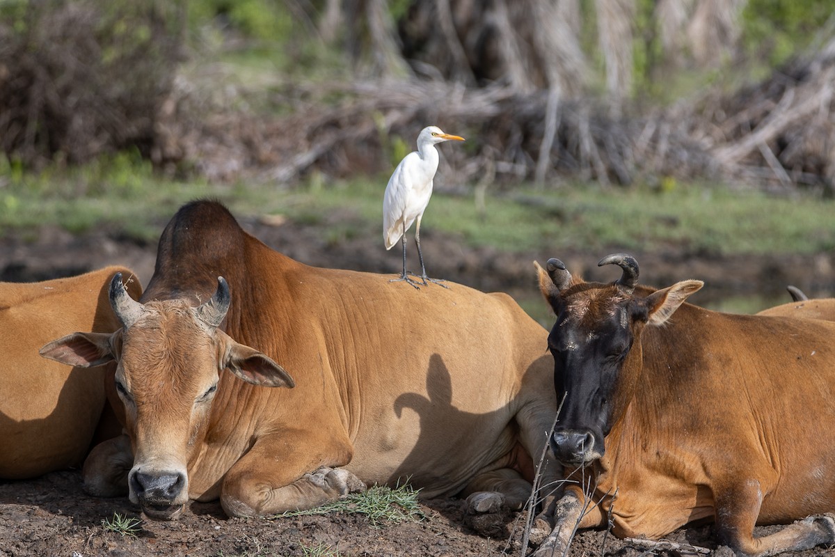 volavka dobytčí - ML644192325