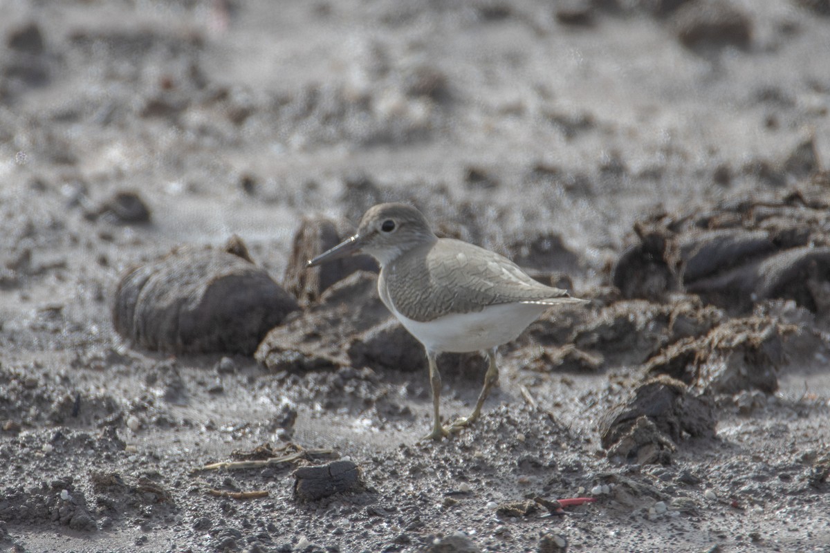 pisík obecný - ML644192332