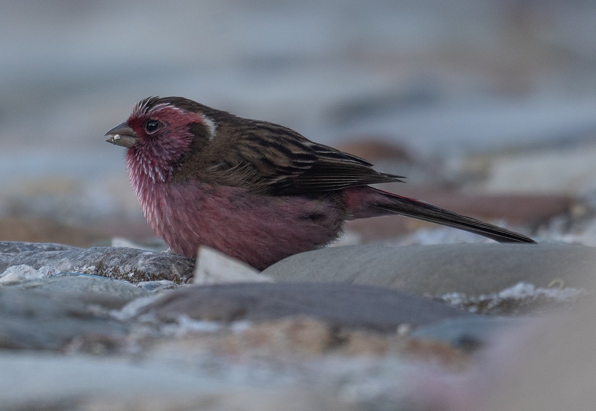 Chinese White-browed Rosefinch - ML644192336
