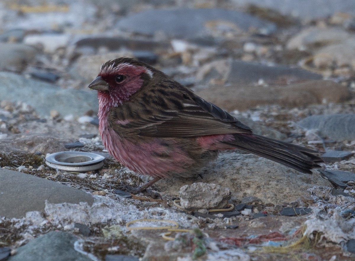 Chinese White-browed Rosefinch - ML644192337
