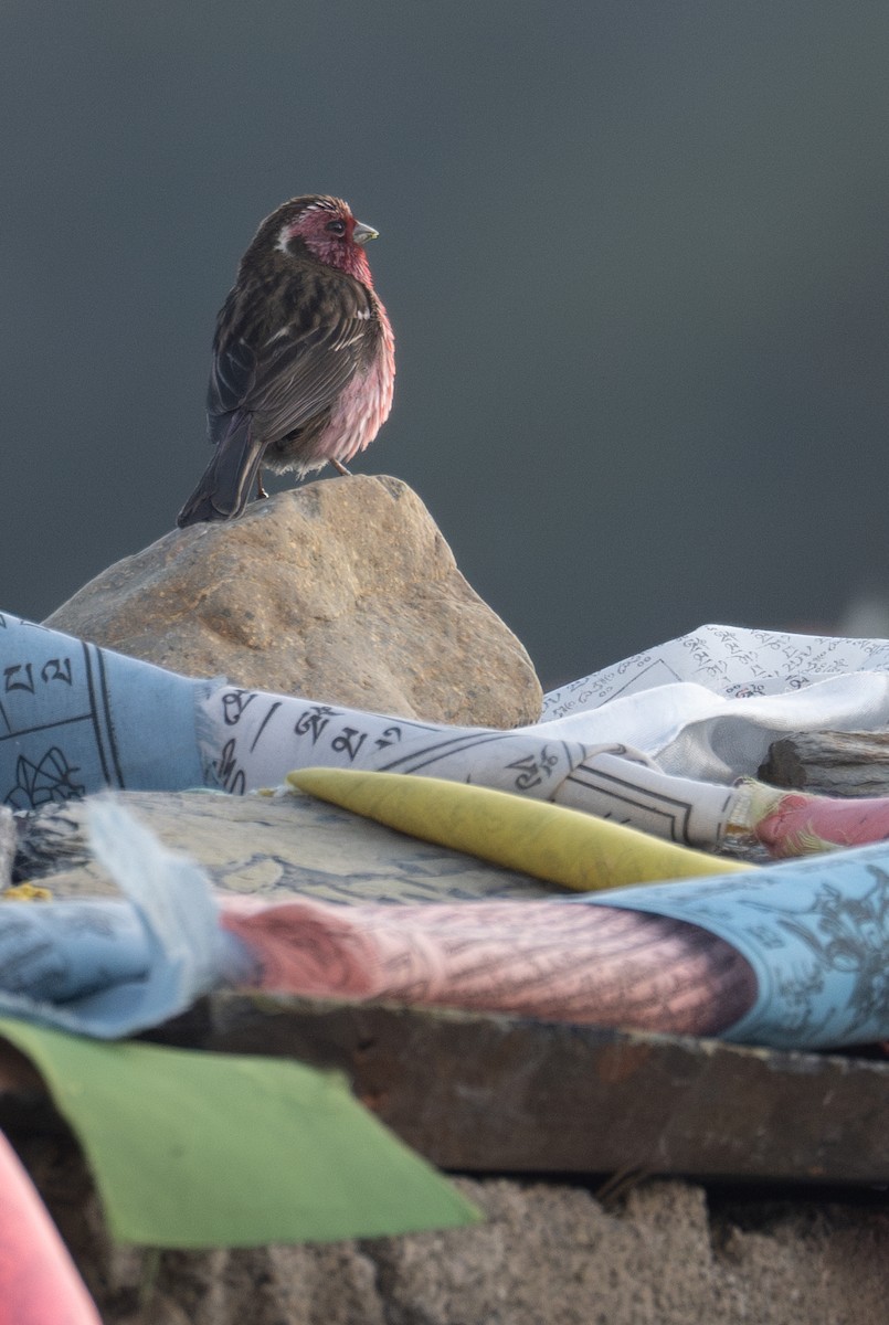 Chinese White-browed Rosefinch - ML644192338