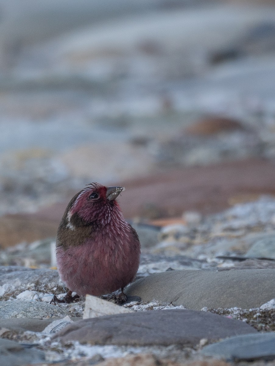 Chinese White-browed Rosefinch - ML644192339