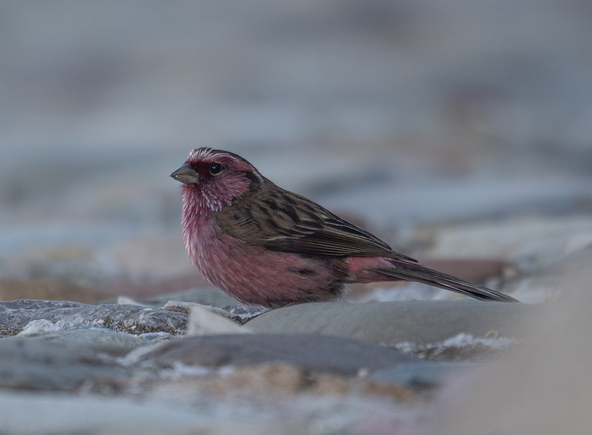 Chinese White-browed Rosefinch - ML644192340