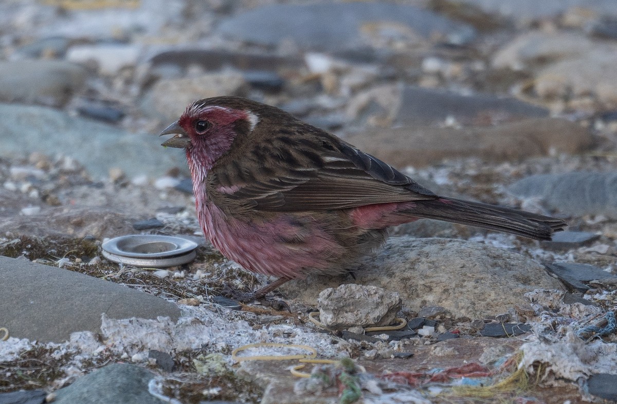 Chinese White-browed Rosefinch - ML644192341