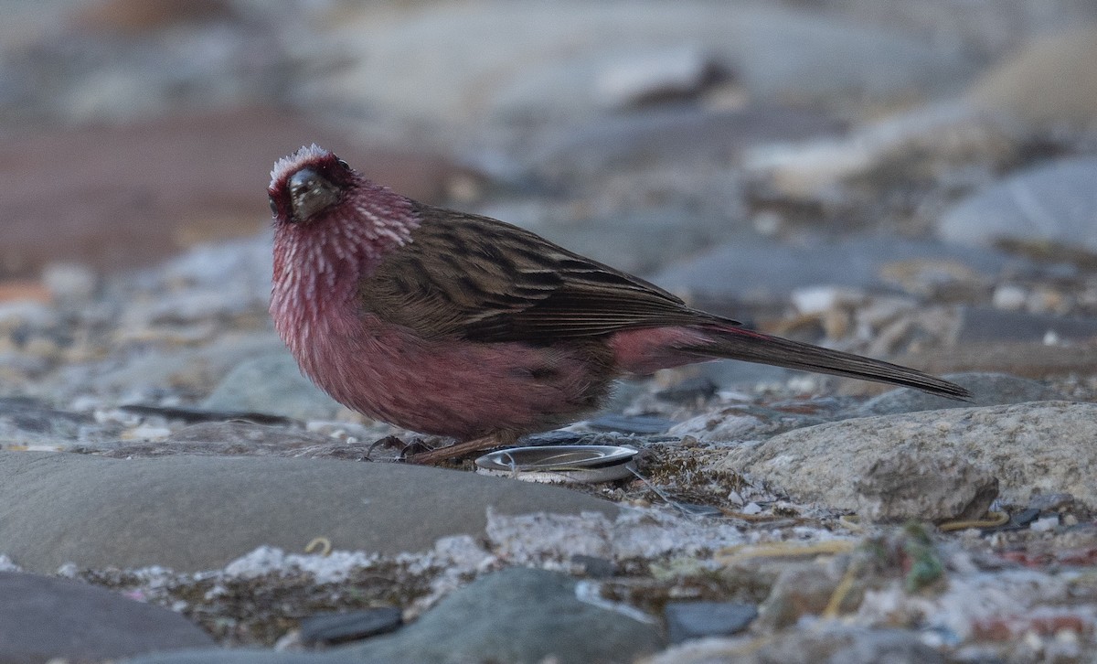 Chinese White-browed Rosefinch - ML644192342