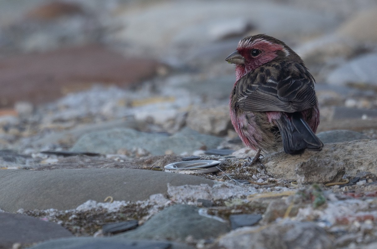 Chinese White-browed Rosefinch - ML644192343