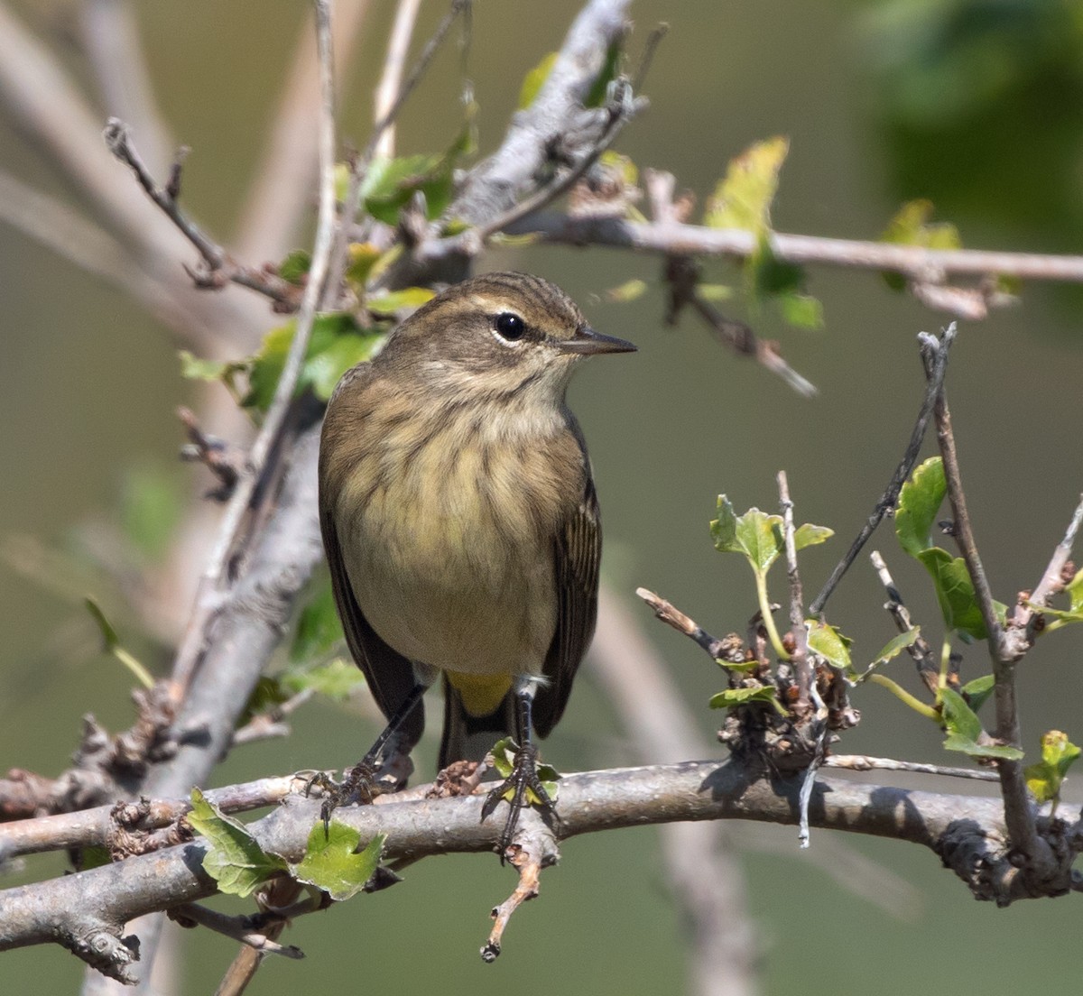 Palm Warbler - ML644192344