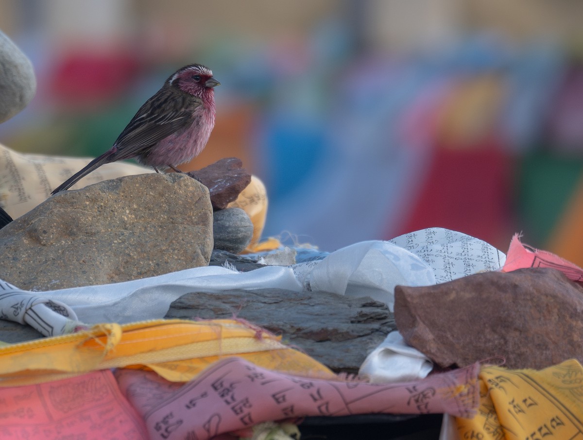 Chinese White-browed Rosefinch - ML644192345