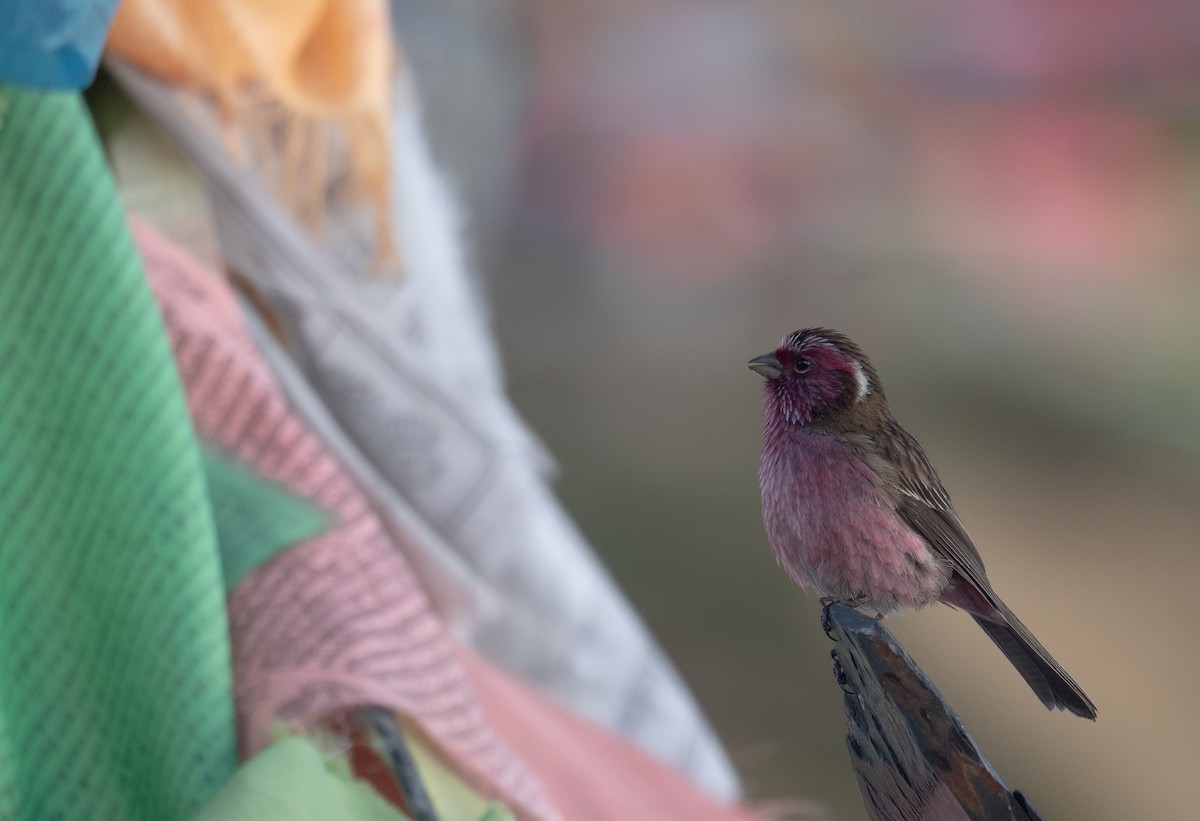 Chinese White-browed Rosefinch - ML644192346