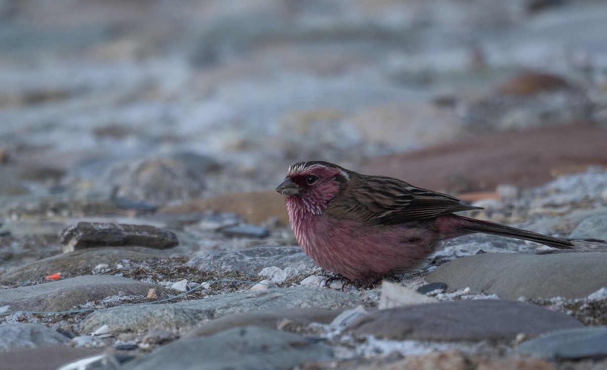 Chinese White-browed Rosefinch - ML644192347