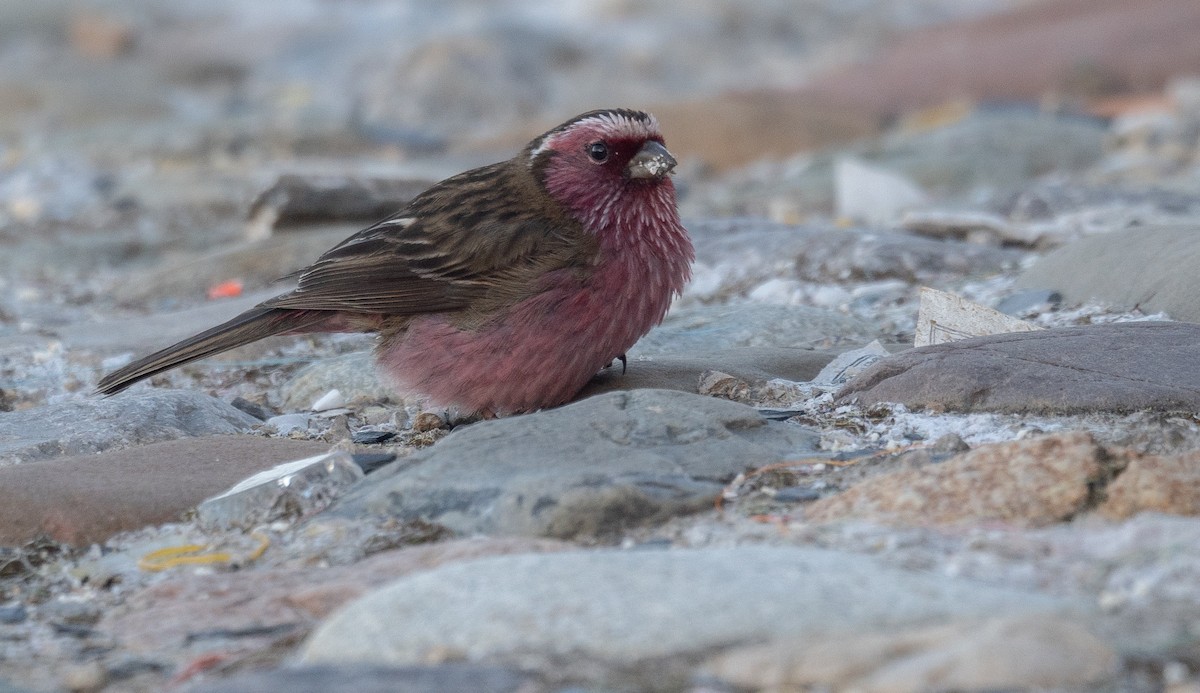 Chinese White-browed Rosefinch - ML644192348