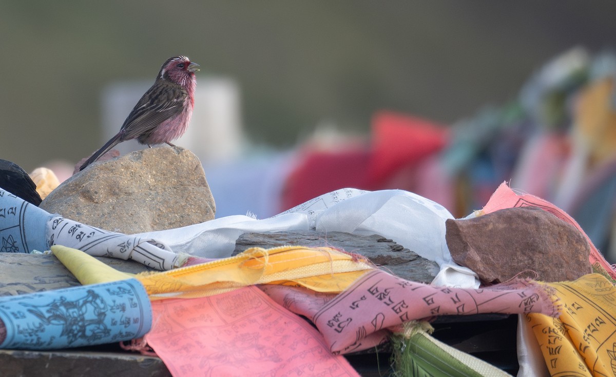 Chinese White-browed Rosefinch - ML644192349