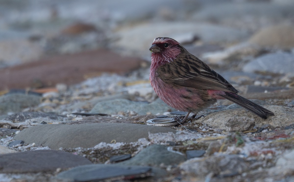 Chinese White-browed Rosefinch - ML644192350