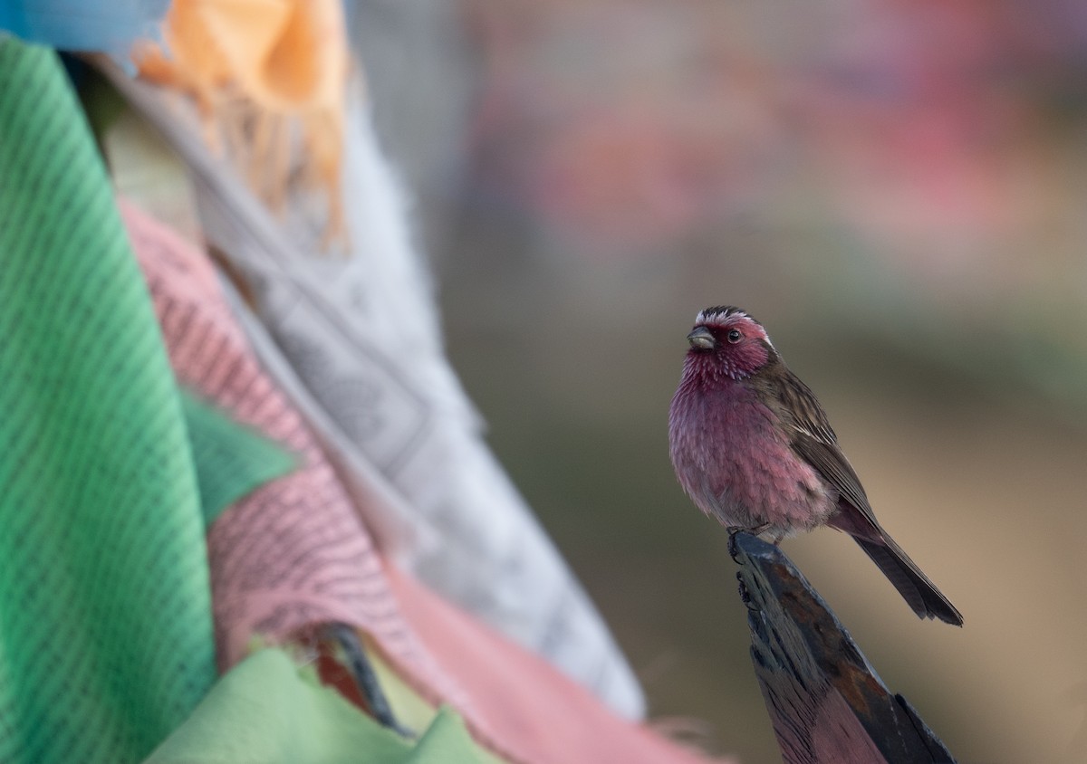 Chinese White-browed Rosefinch - ML644192351