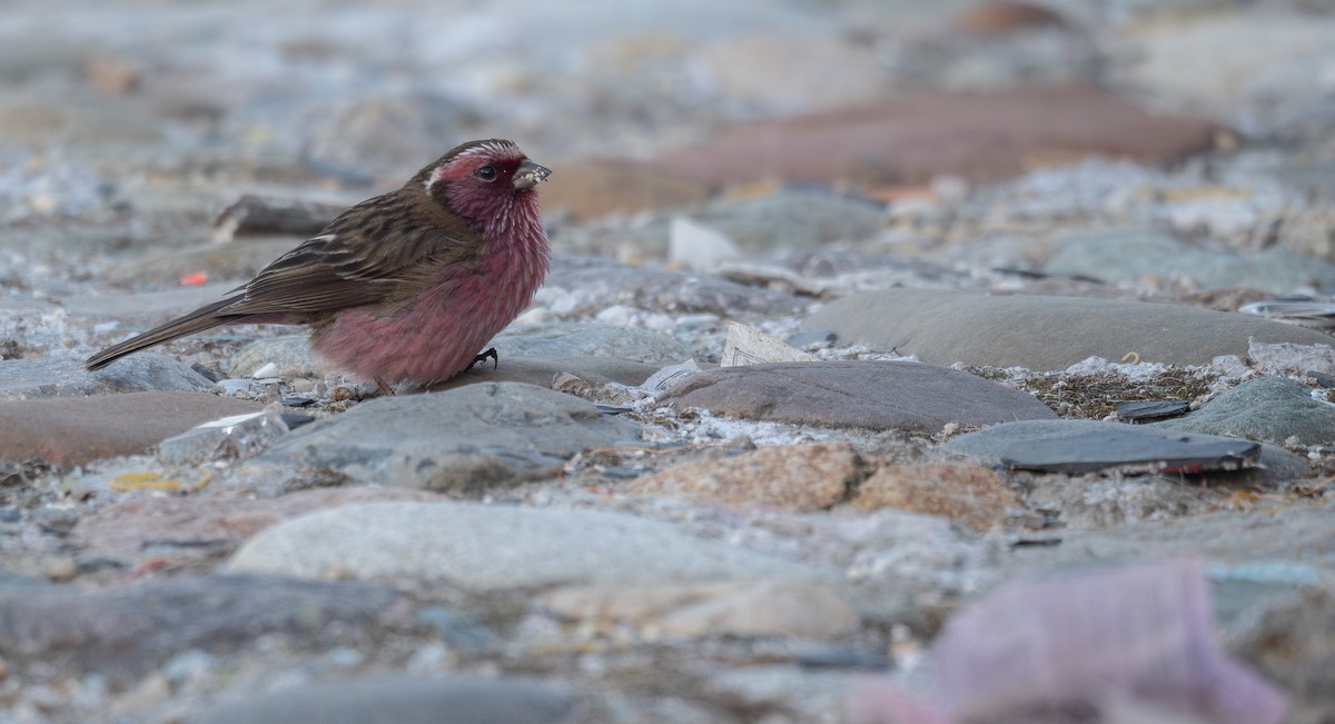 Chinese White-browed Rosefinch - ML644192352
